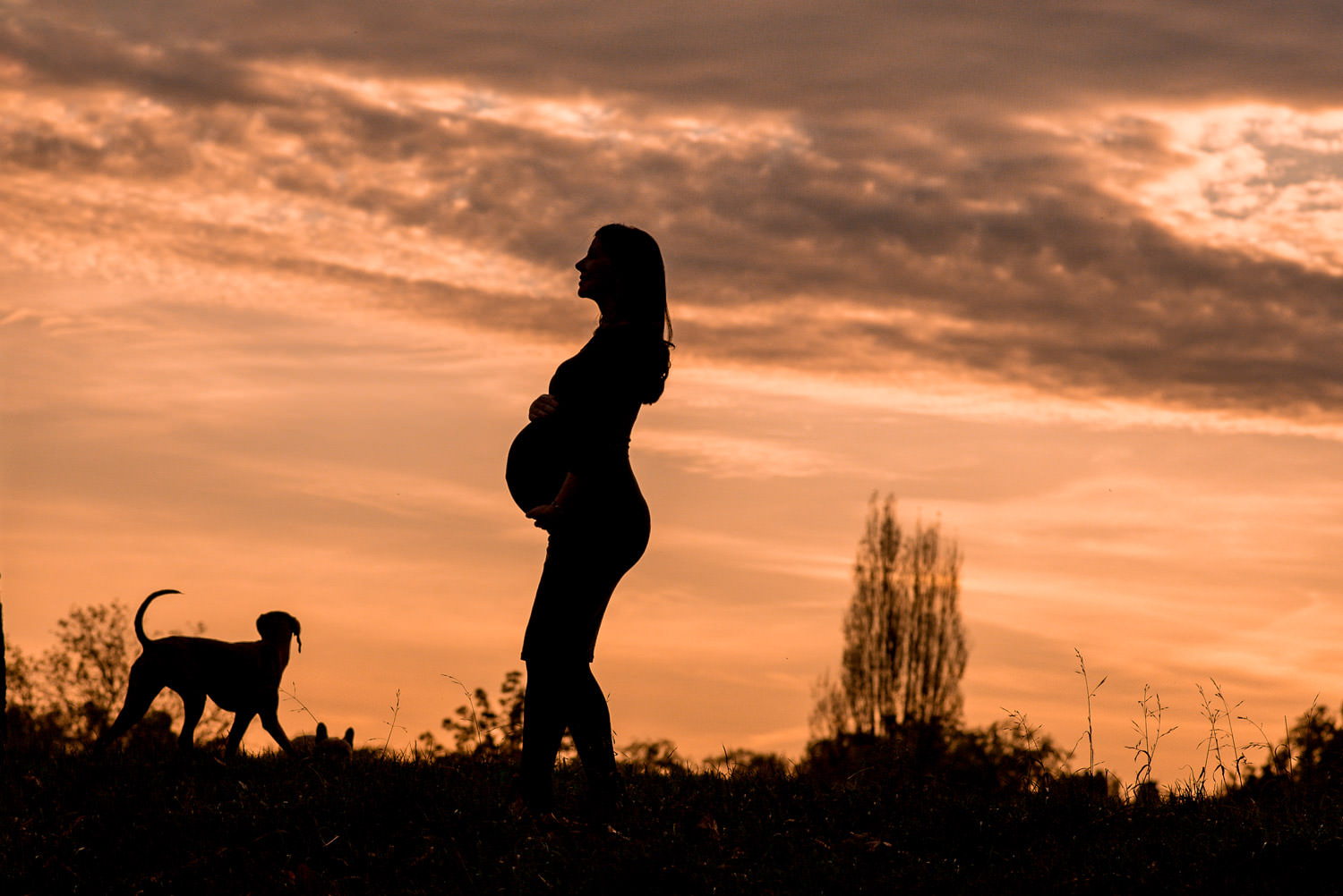 silhouette with maternity photo shoot and dog